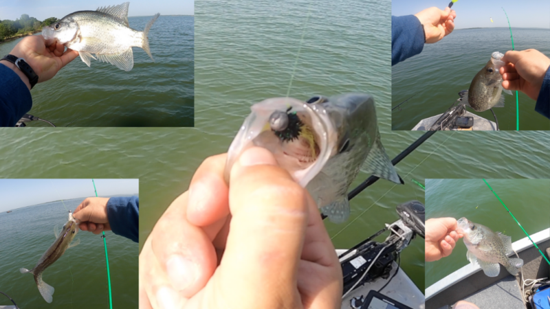 Crappie 2 (1).png